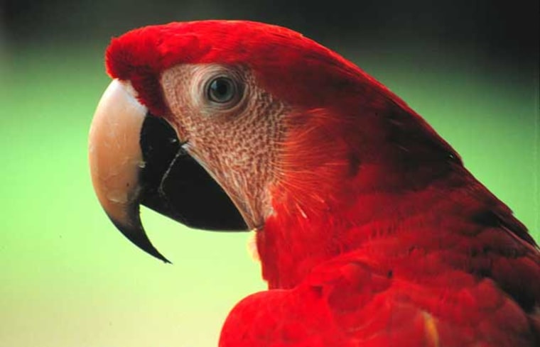 A Scarlet Macaw (Ara macao). The closest relatives of songbirds, encompassing more than half of all avian diversity, have long been debated. Our study shows songbirds are closest to parrots. Credit: image courtesy of Robert Luecking